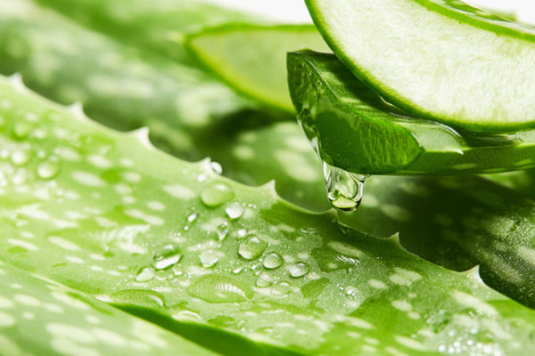 Aloe Barbadensis Leaf Juice
