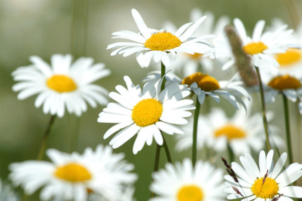 Camomile