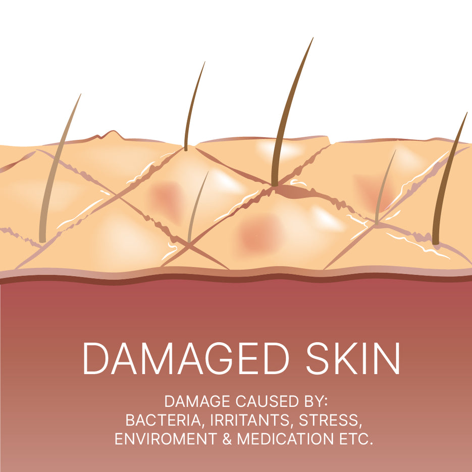 Learn about your skin – Sebamed UK