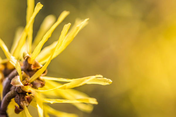 Hamamelis virginiana bark/leaf extract